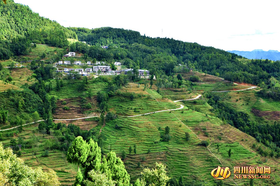 “白叶一号”青坪村基地.jpg