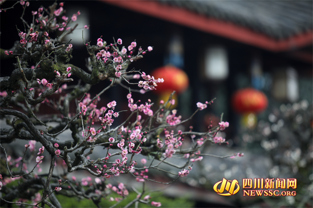 万年寺红梅绽放_副本.png