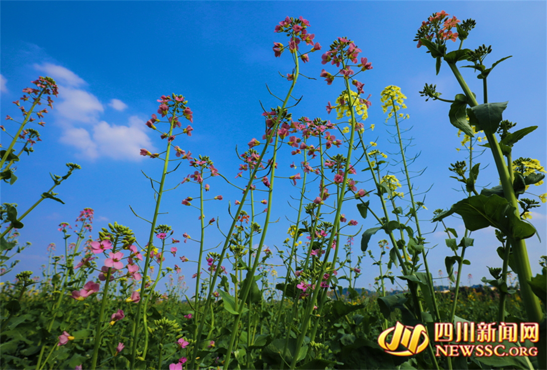 七彩油菜花_副本.png