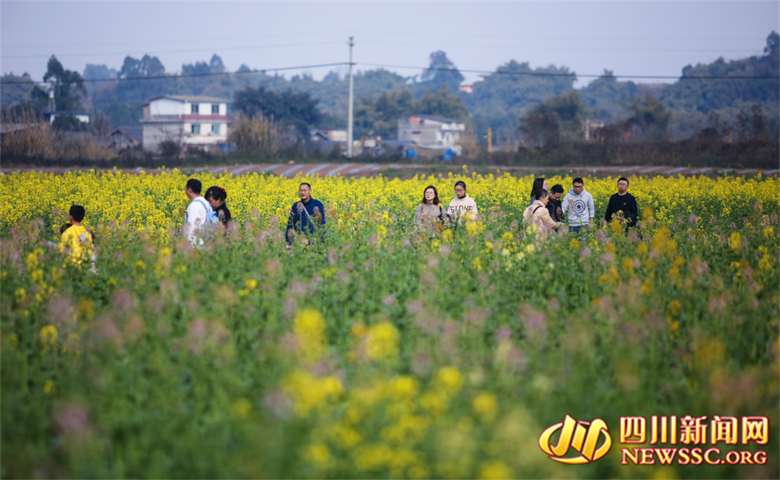市民游客慕名前来赏花_副本.png