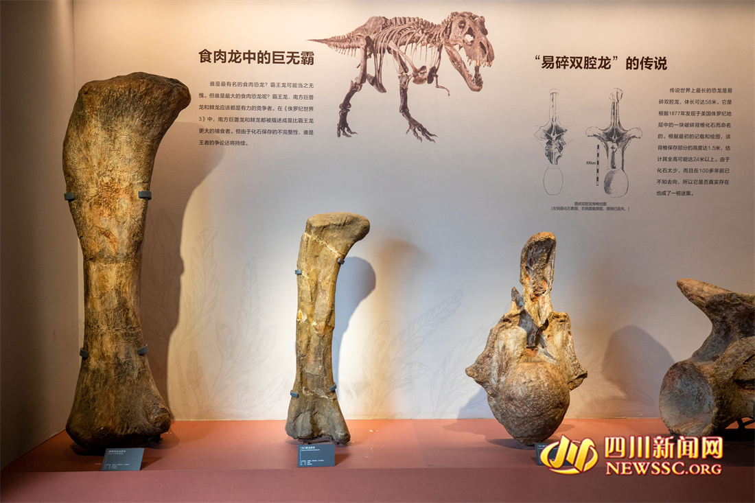 博物馆内展出的恐龙骨骼 2.jpg